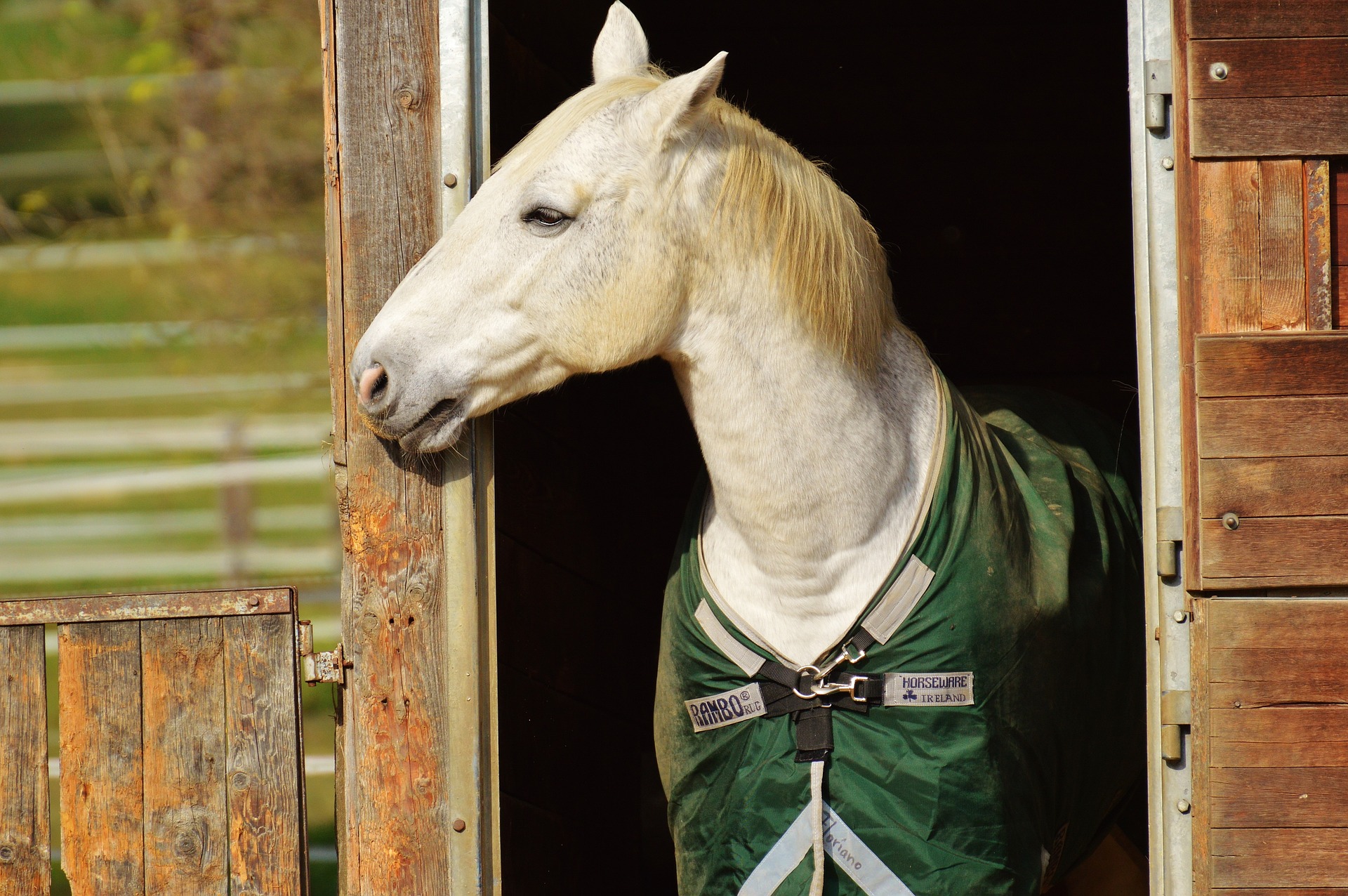 horse
