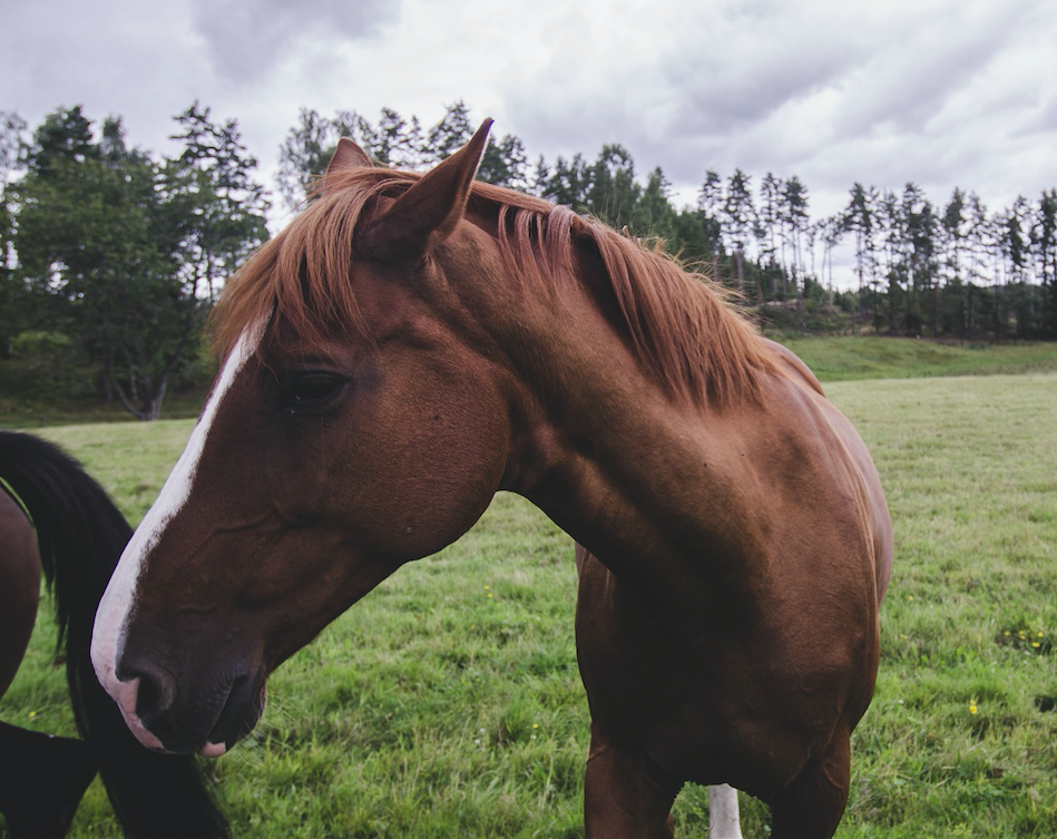 horse