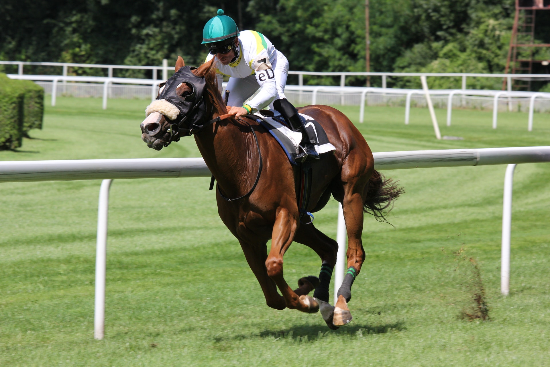 horse